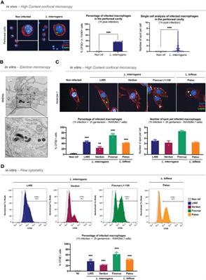 Alive Pathogenic and Saprophytic Leptospires Enter and Exit Human and Mouse Macrophages With No Intracellular Replication